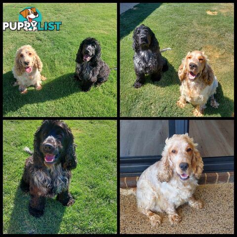 Purebred Blue Roan Cocker Spaniel Puppies