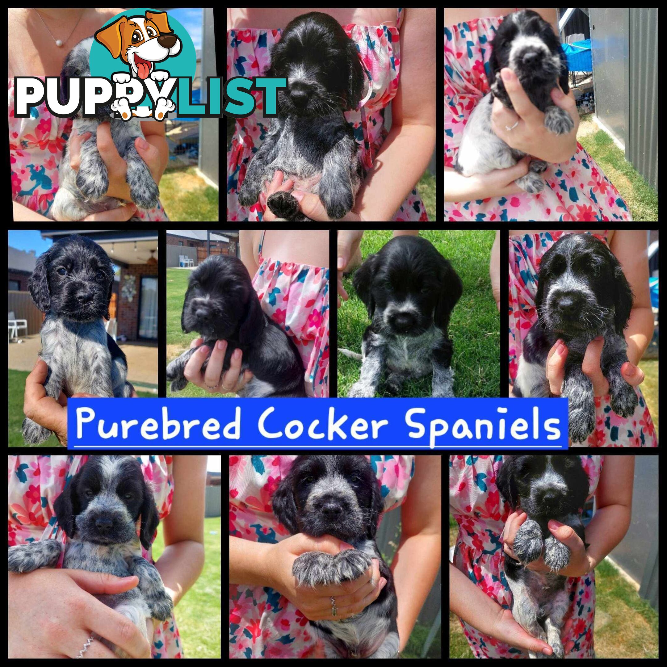 Purebred Blue Roan Cocker Spaniel Puppies