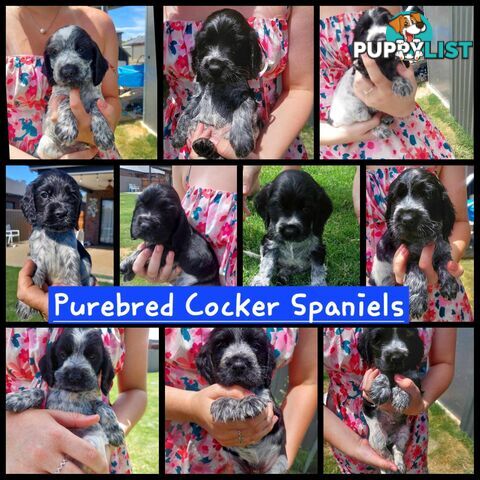 Purebred Blue Roan Cocker Spaniel Puppies