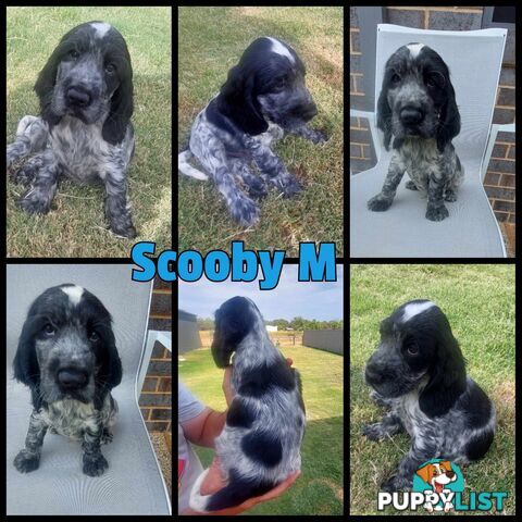 Purebred Blue Roan Cocker Spaniel Puppies.