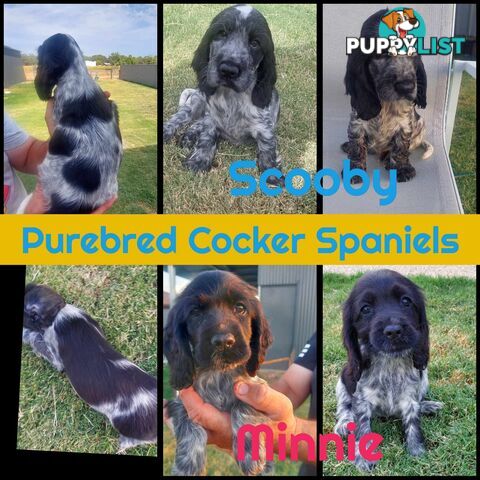 Purebred Blue Roan Cocker Spaniel Puppies.