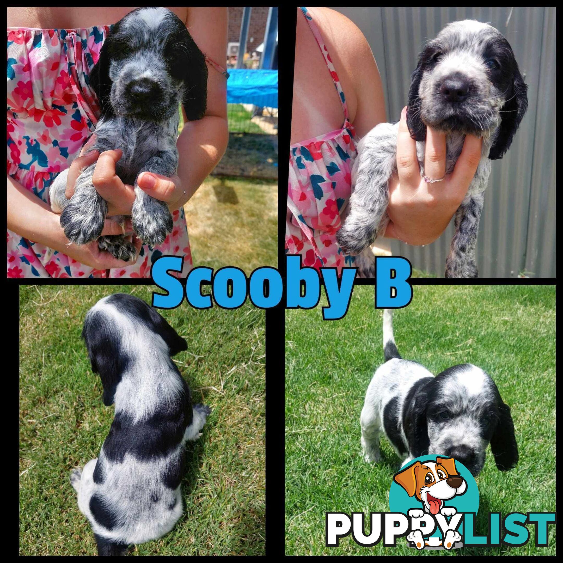 Purebred Blue Roan Cocker Spaniel Puppies