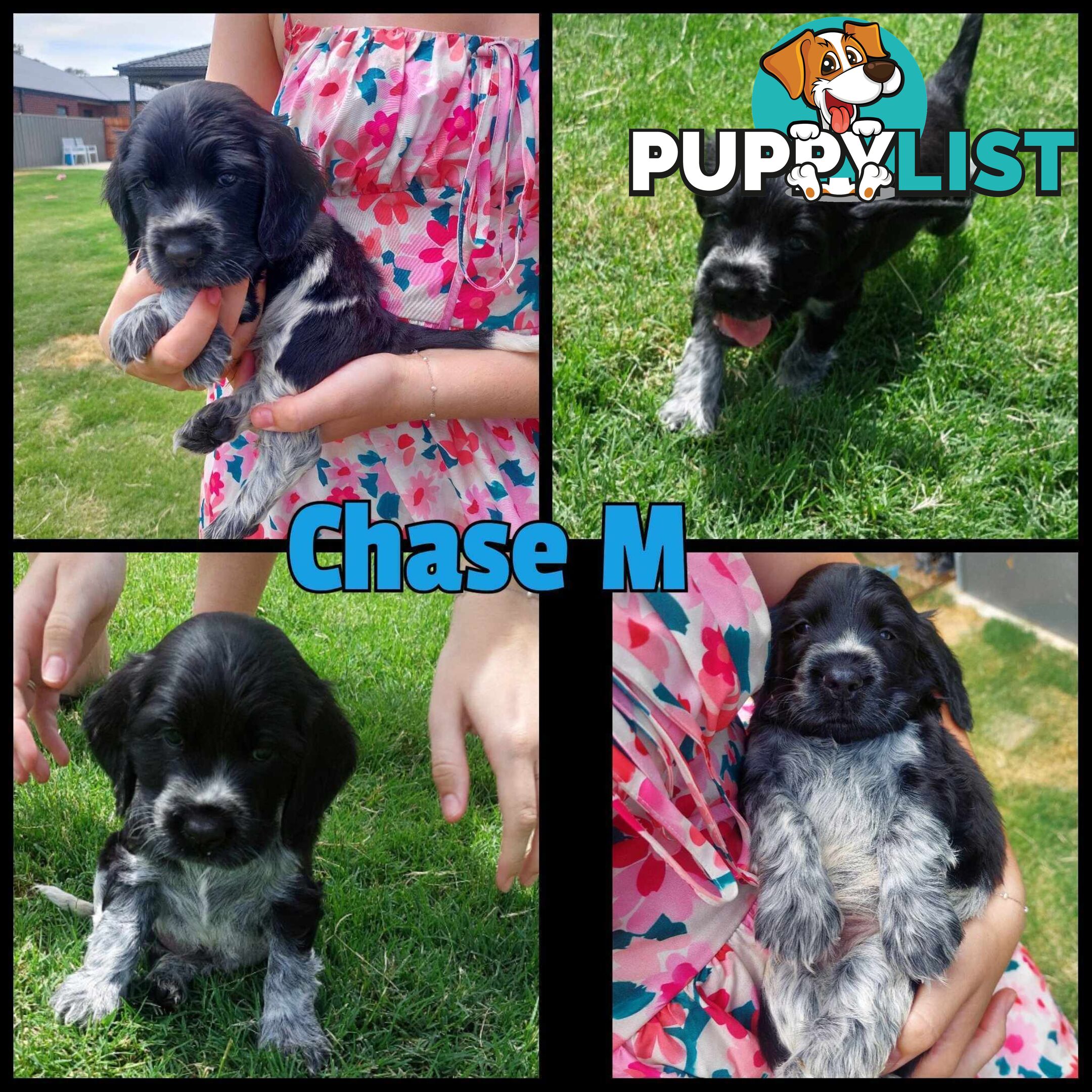 Purebred Blue Roan Cocker Spaniel Puppies