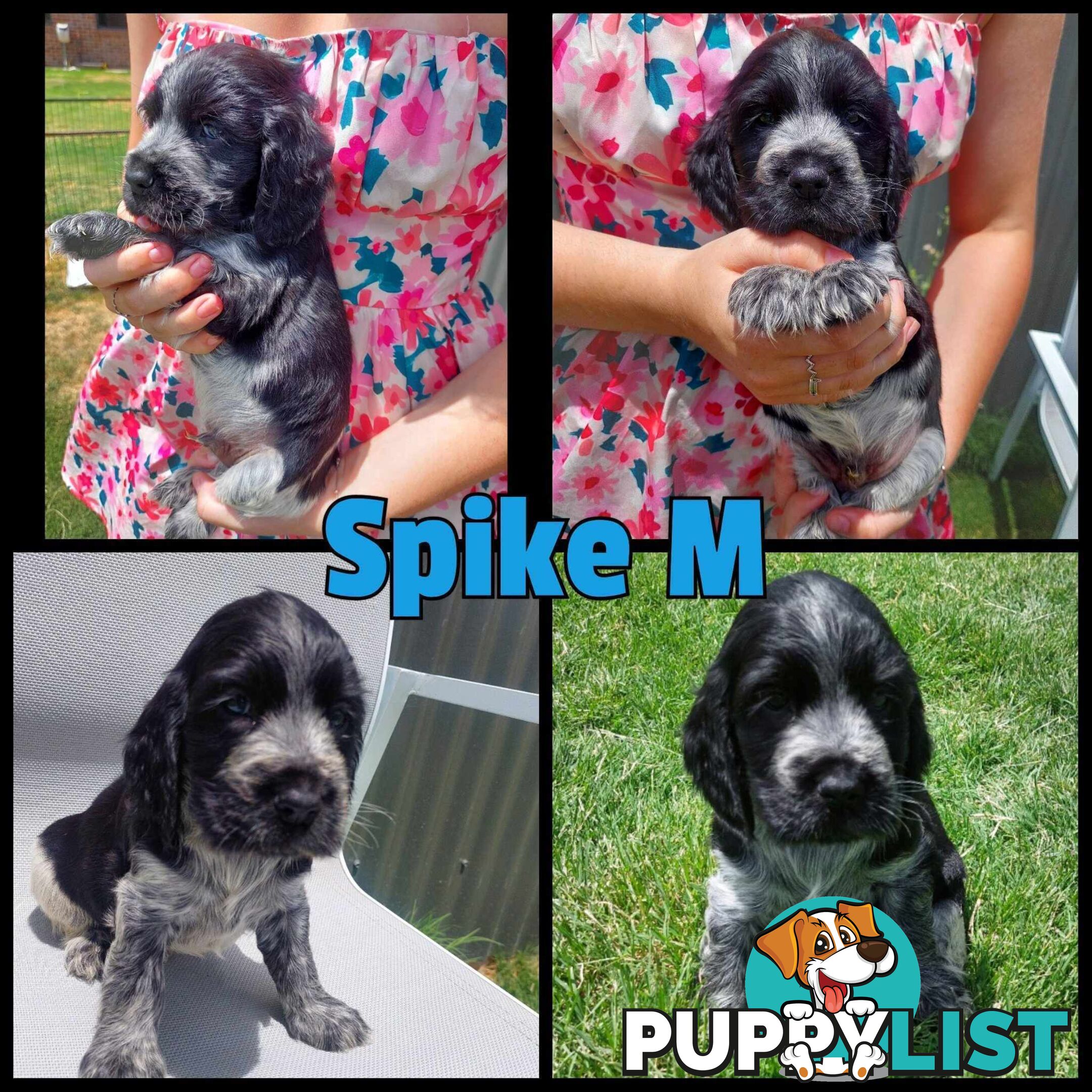 Purebred Blue Roan Cocker Spaniel Puppies