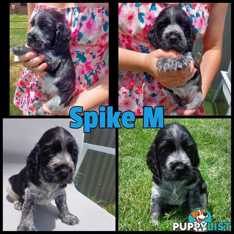 Purebred Blue Roan Cocker Spaniel Puppies