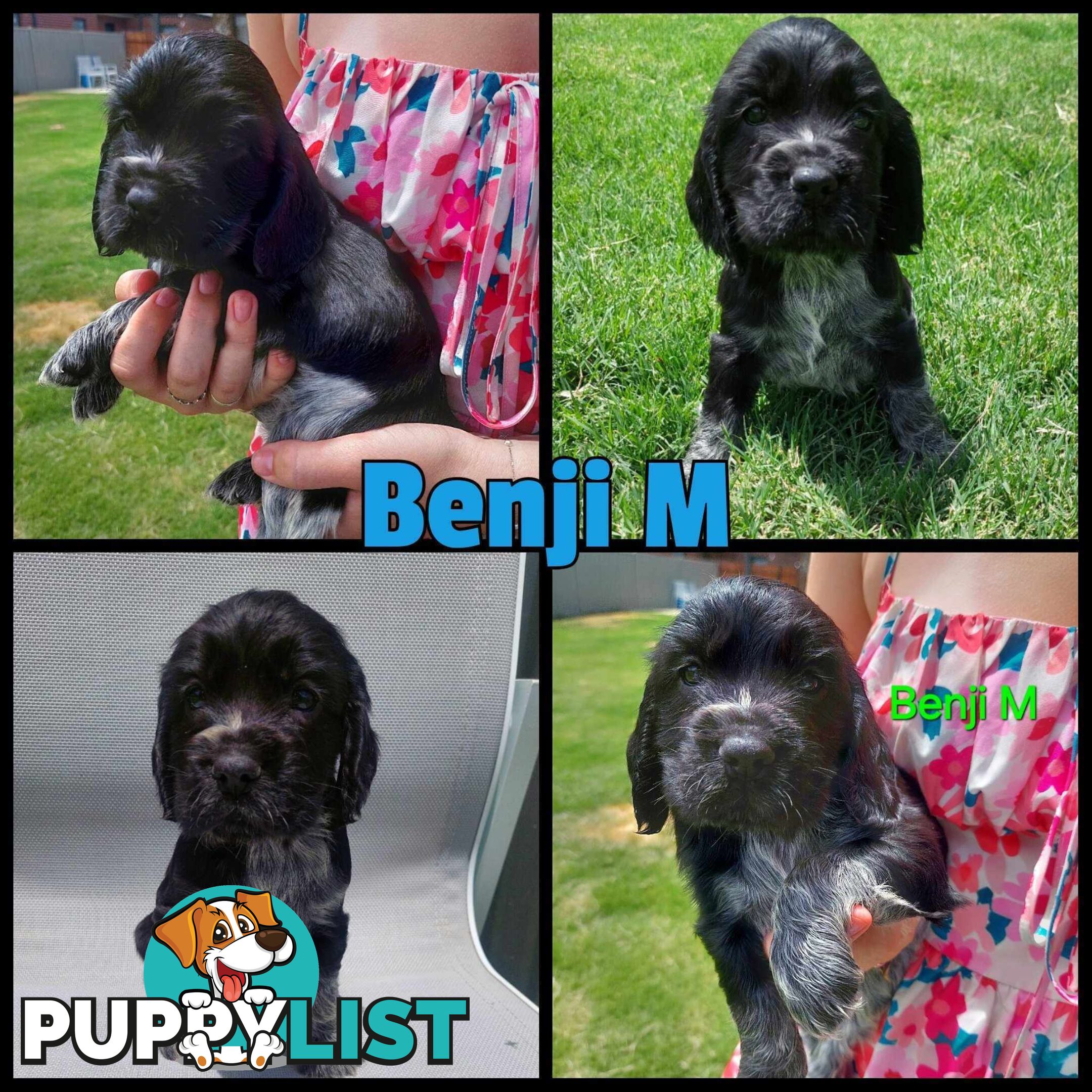 Purebred Blue Roan Cocker Spaniel Puppies