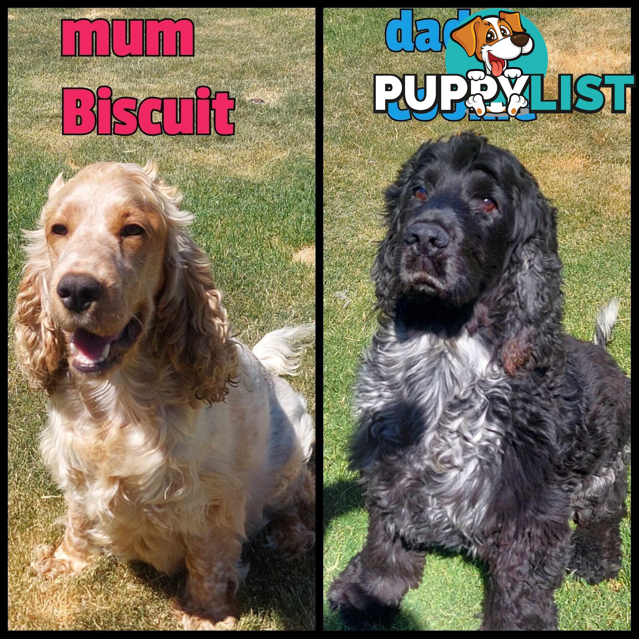 Purebred Blue Roan Cocker Spaniel Puppies