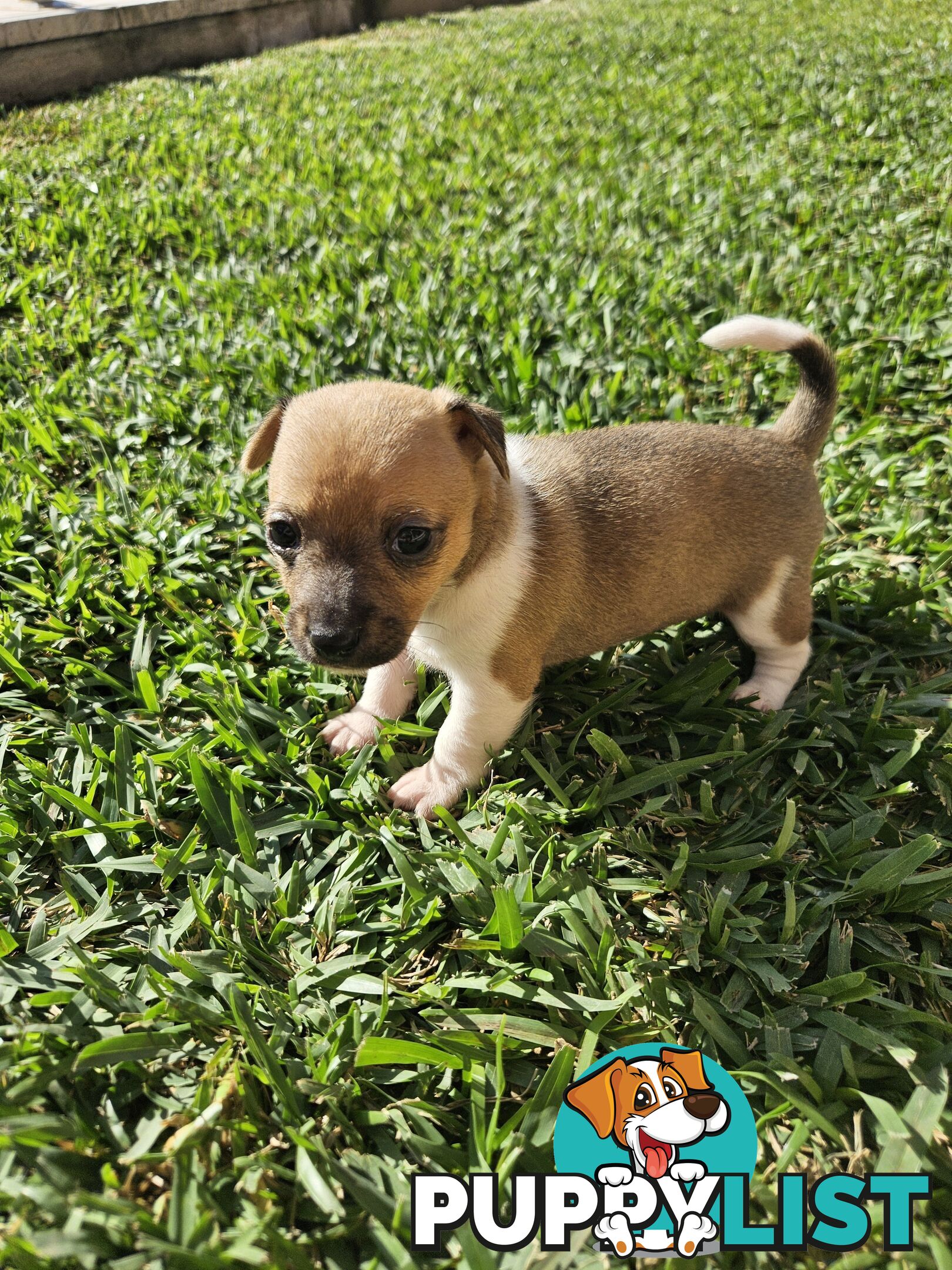 5 beautiful Jack Russell x Foxy Pups