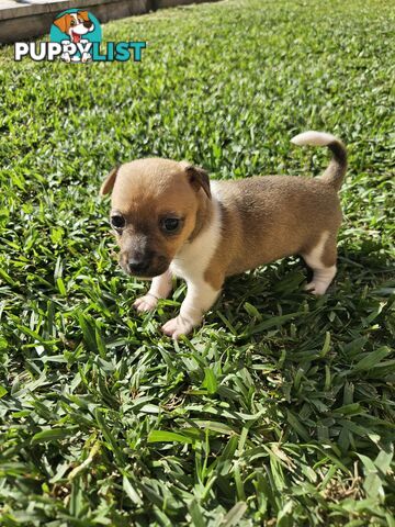 5 beautiful Jack Russell x Foxy Pups