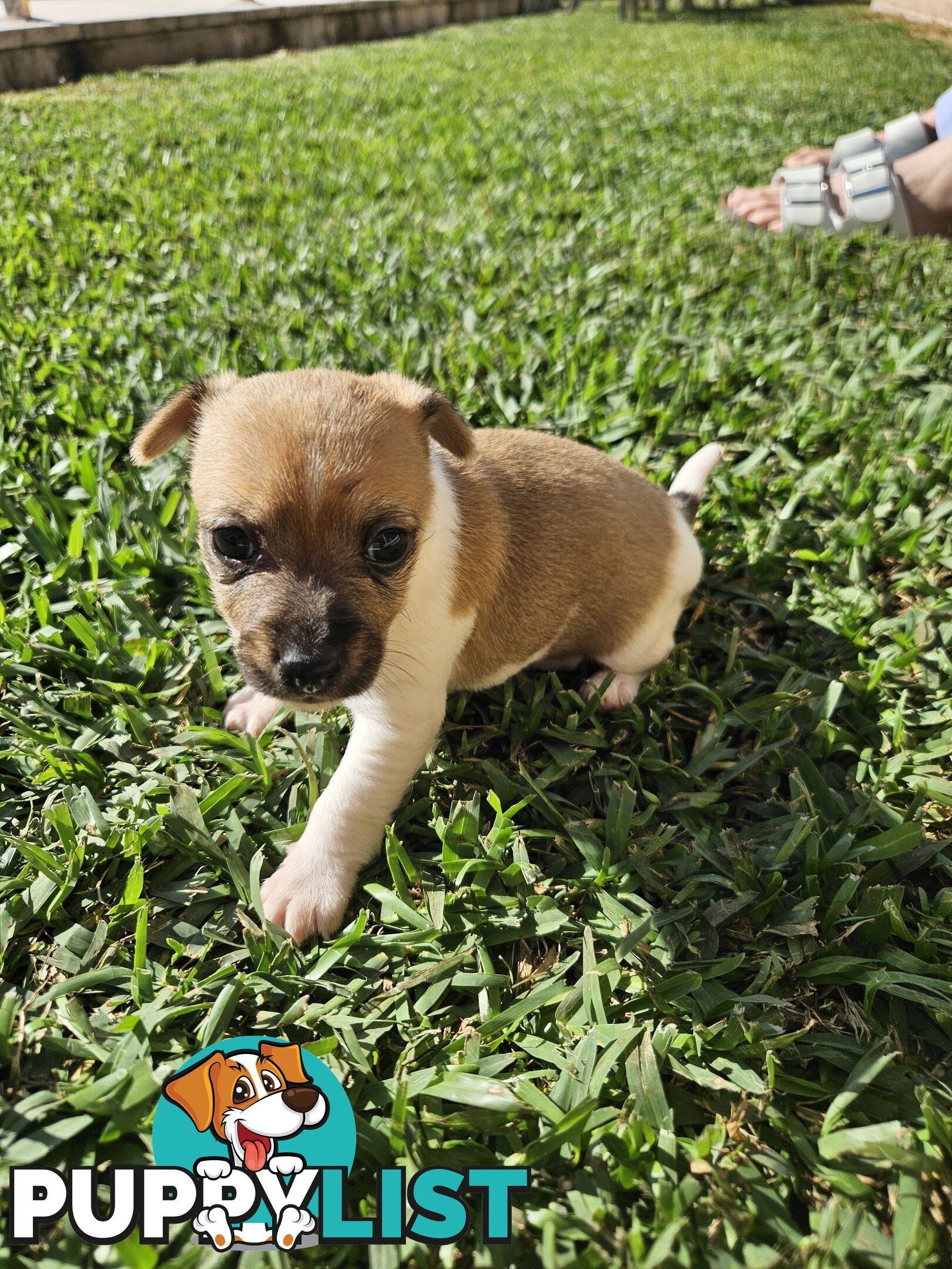 5 beautiful Jack Russell x Foxy Pups