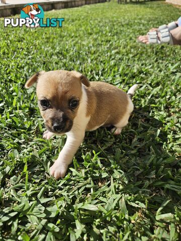 5 beautiful Jack Russell x Foxy Pups