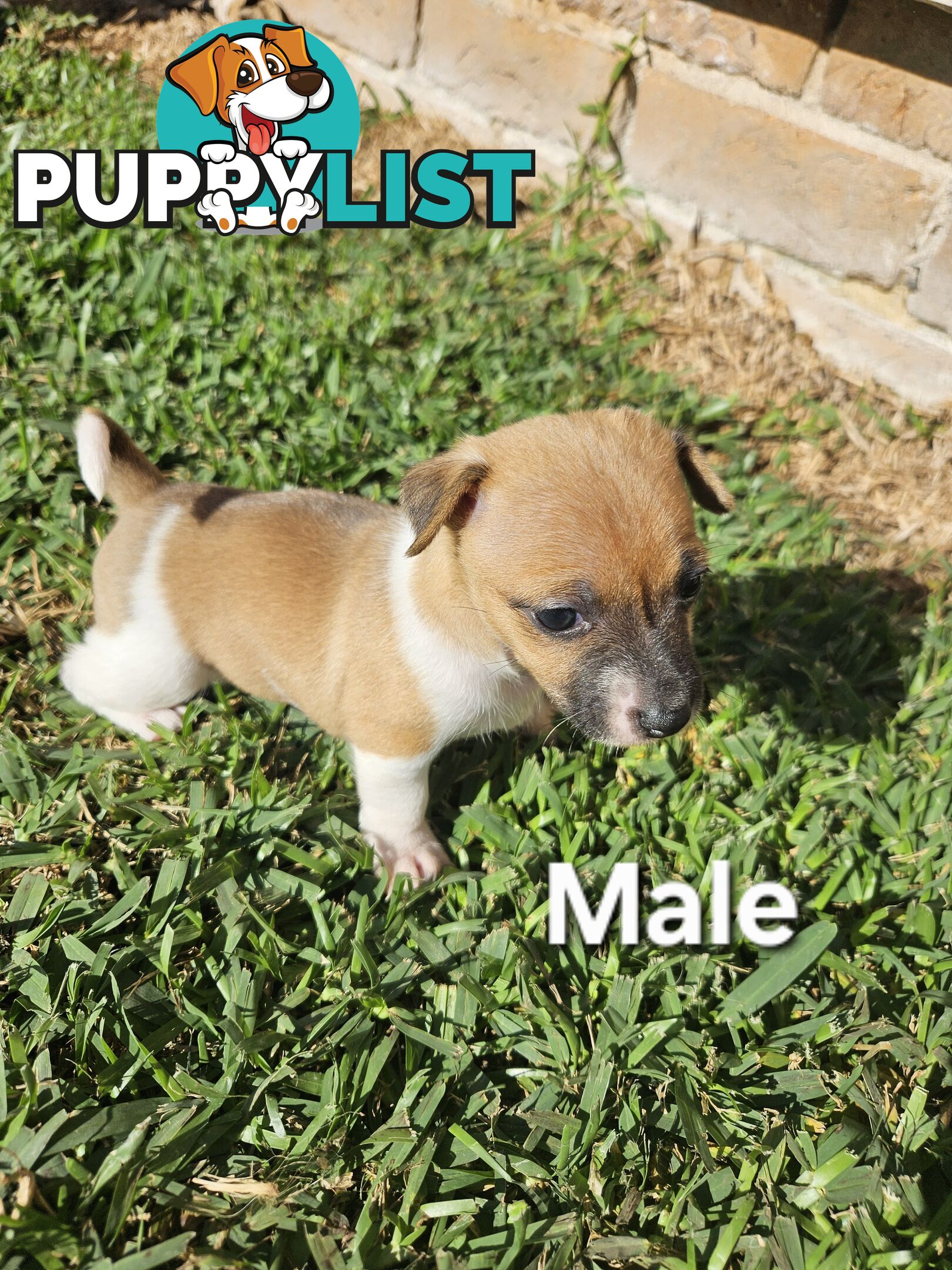 5 beautiful Jack Russell x Foxy Pups