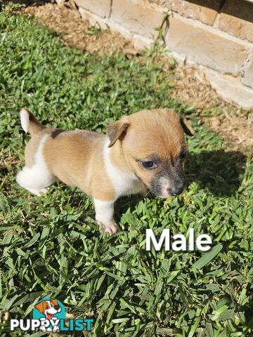 5 beautiful Jack Russell x Foxy Pups