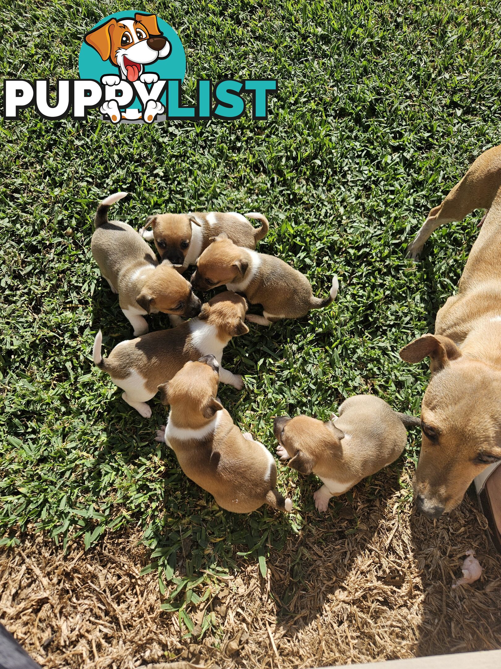 5 beautiful Jack Russell x Foxy Pups