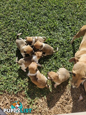 5 beautiful Jack Russell x Foxy Pups