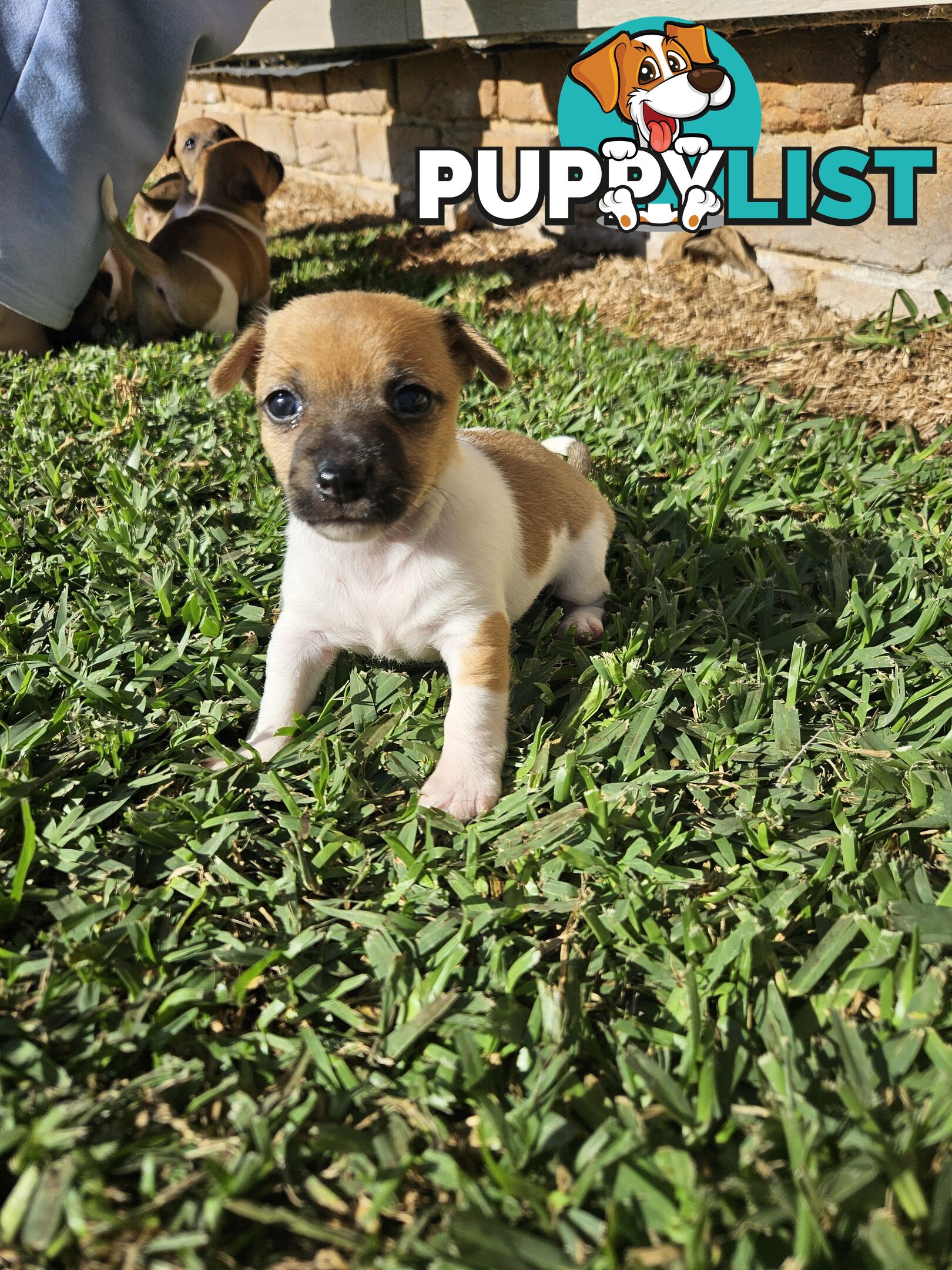 5 beautiful Jack Russell x Foxy Pups