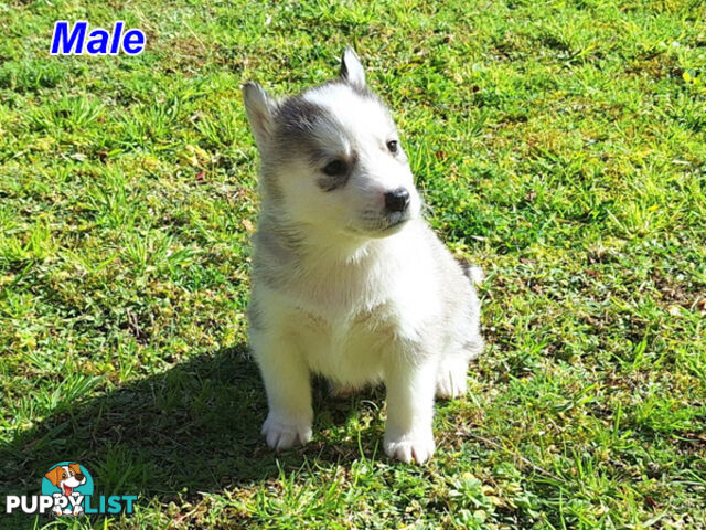 Siberian Husky Puppies