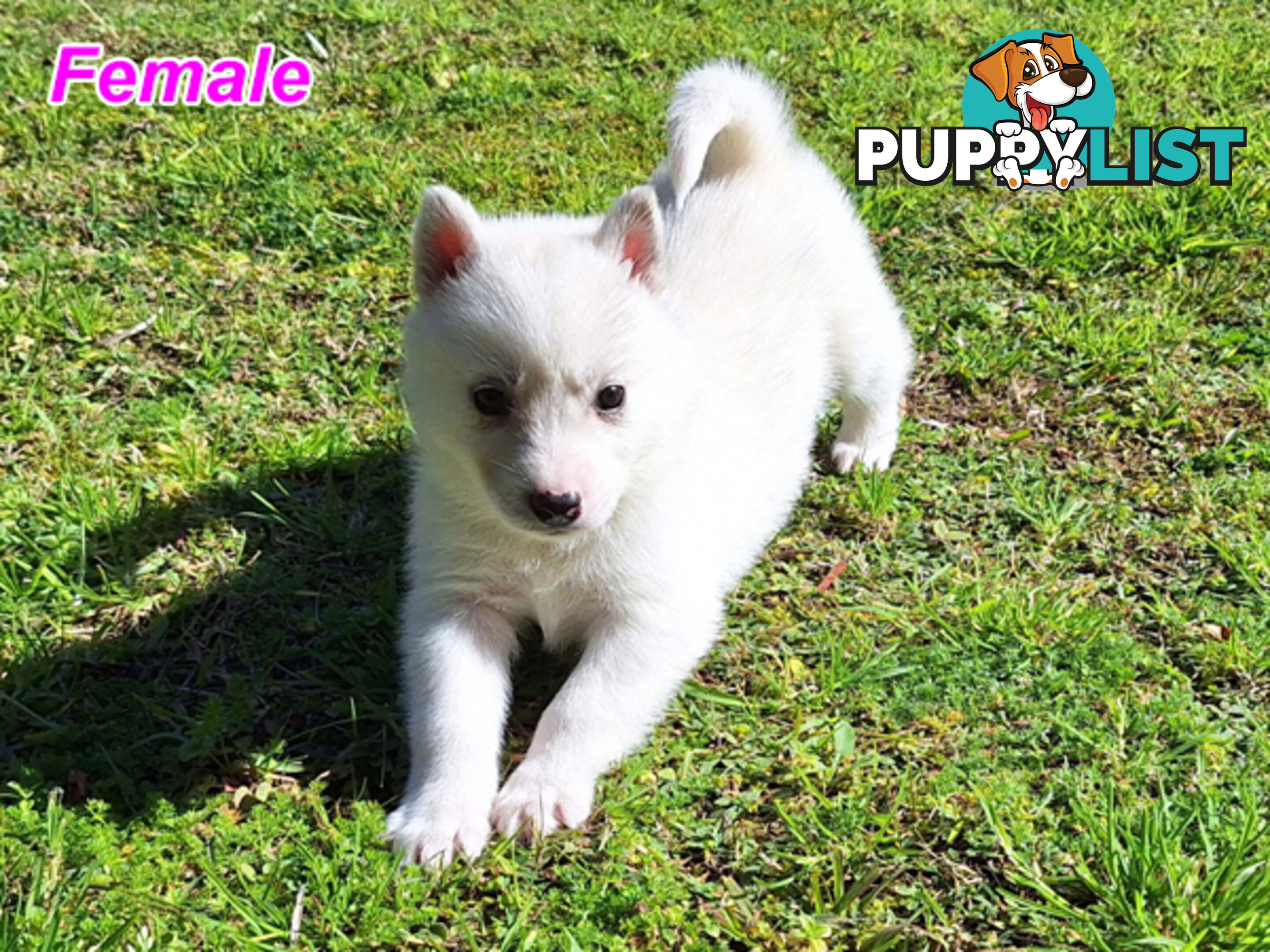 Siberian Husky Puppies
