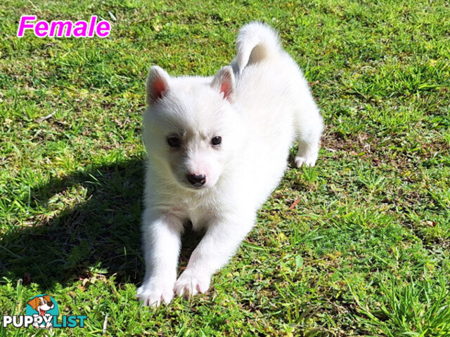 Siberian Husky Puppies