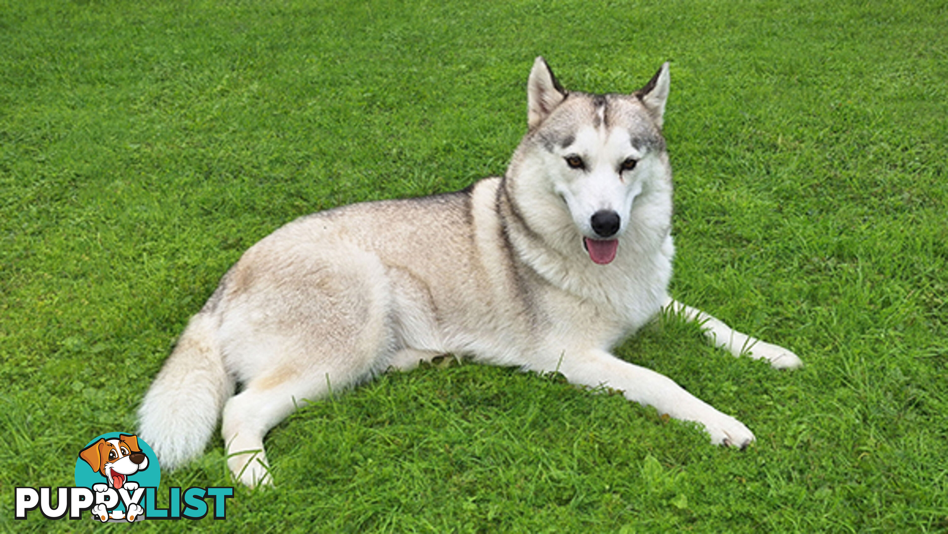 Siberian Husky Puppies