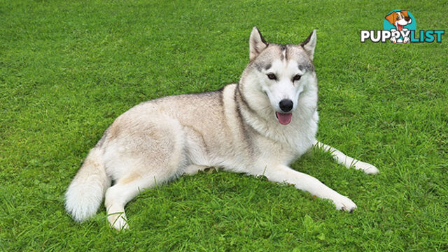 Siberian Husky Puppies