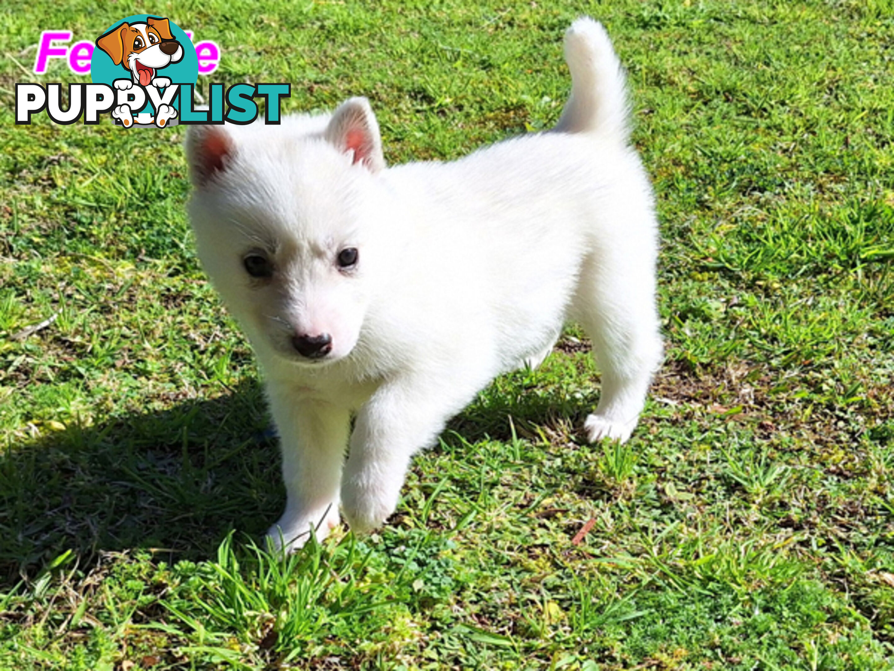 Siberian Husky Puppies