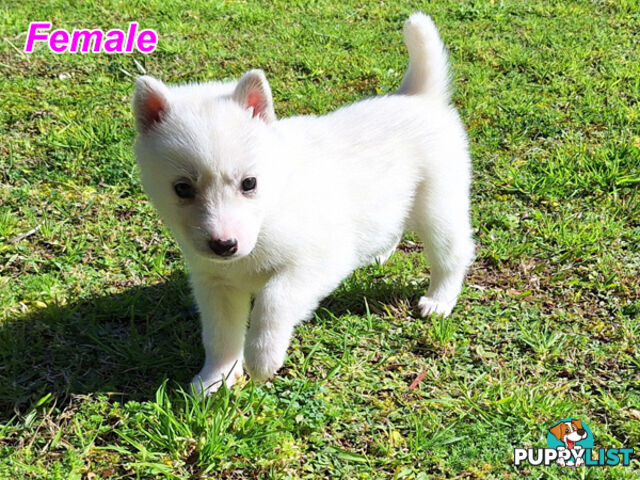 Siberian Husky Puppies