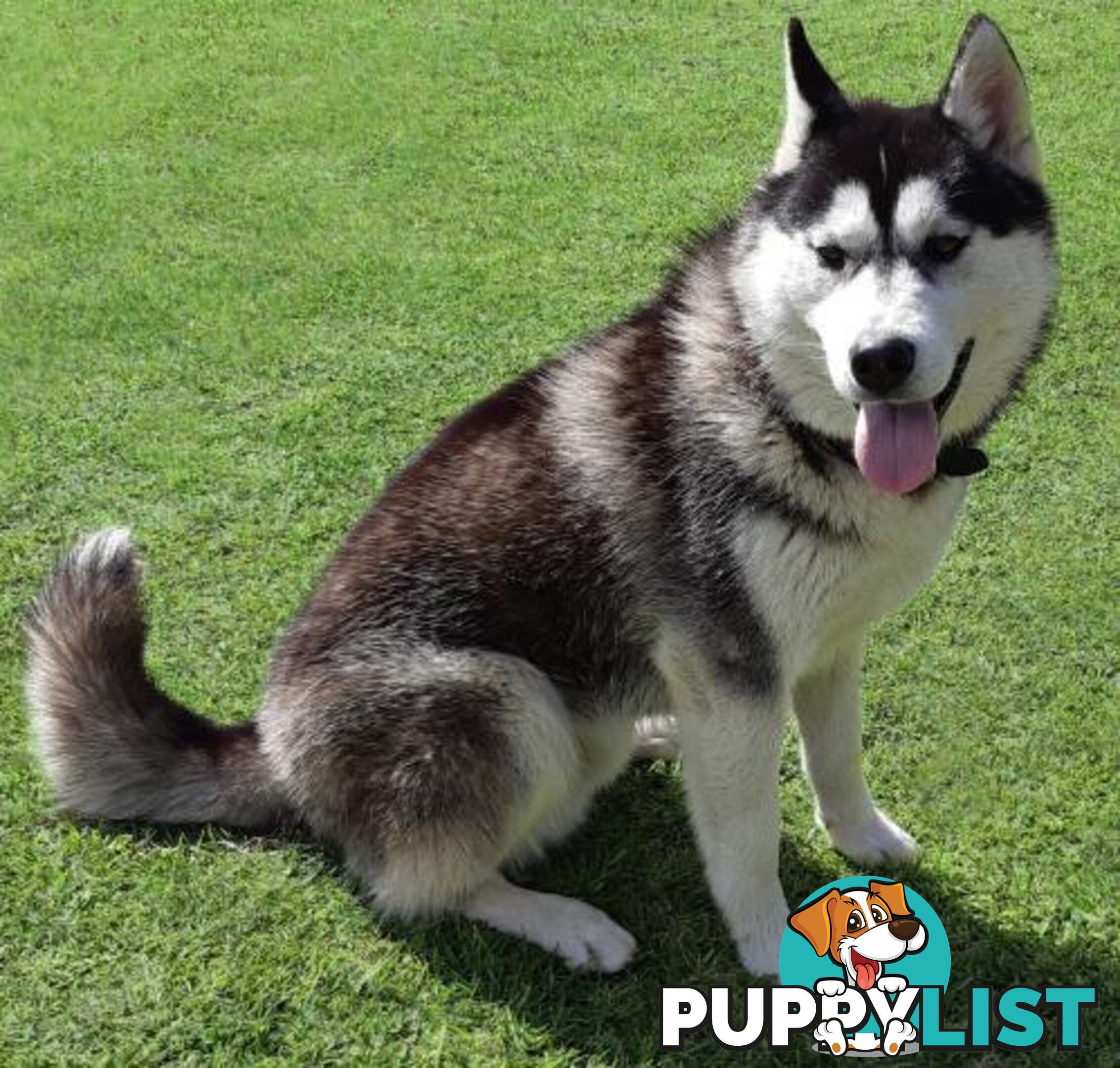 Siberian Husky Puppies