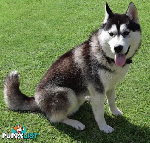 Siberian Husky Puppies