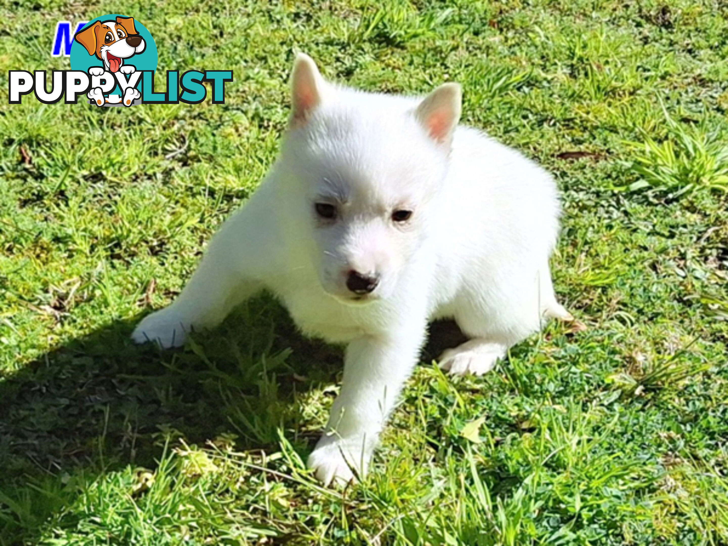 Siberian Husky Puppies
