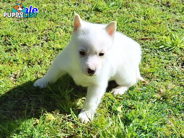Siberian Husky Puppies