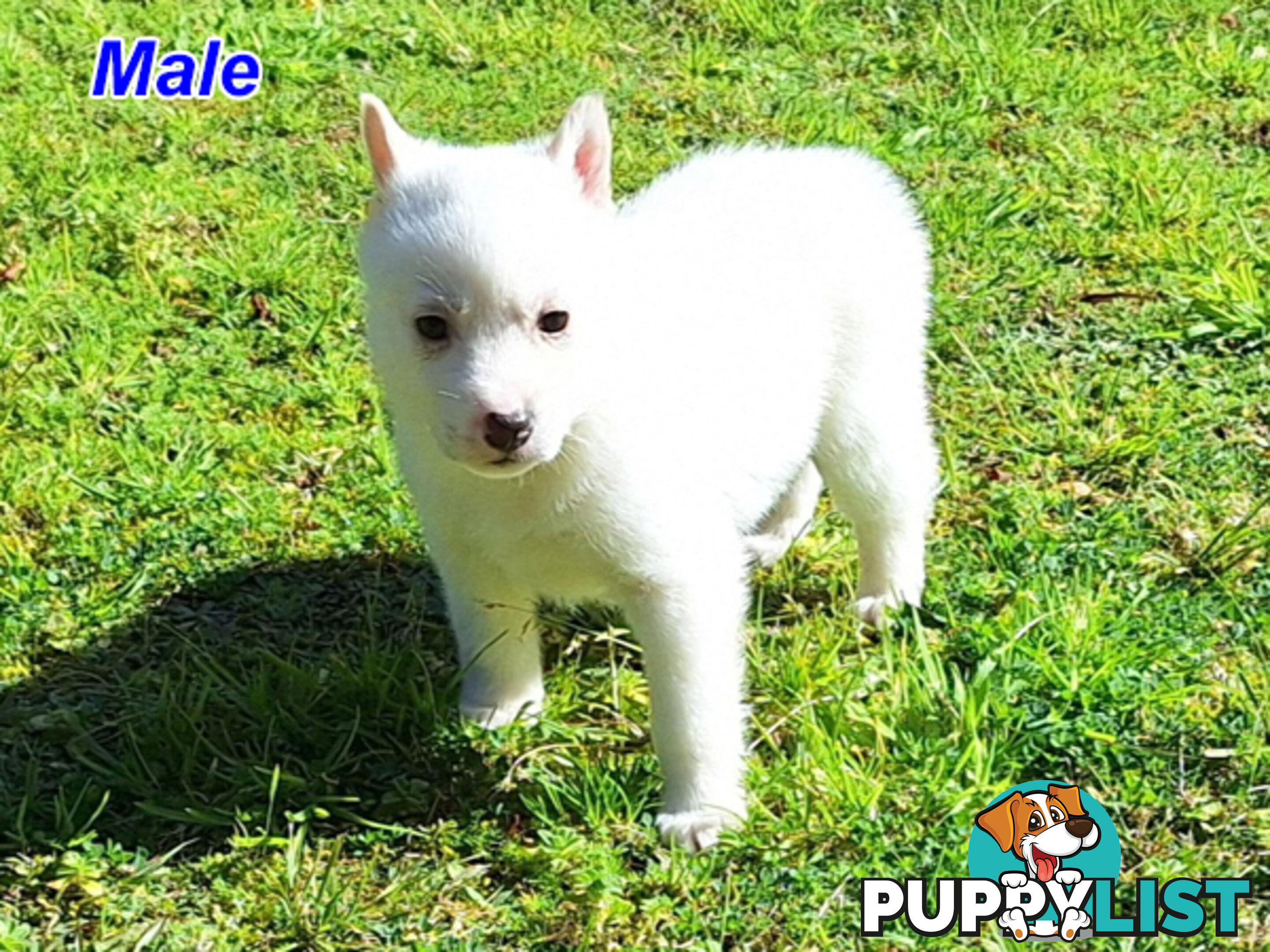 Siberian Husky Puppies