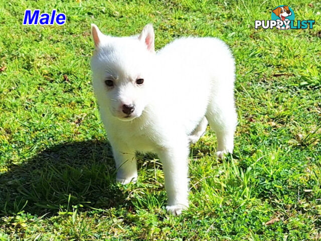 Siberian Husky Puppies
