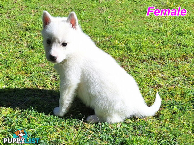 Siberian Husky Puppies