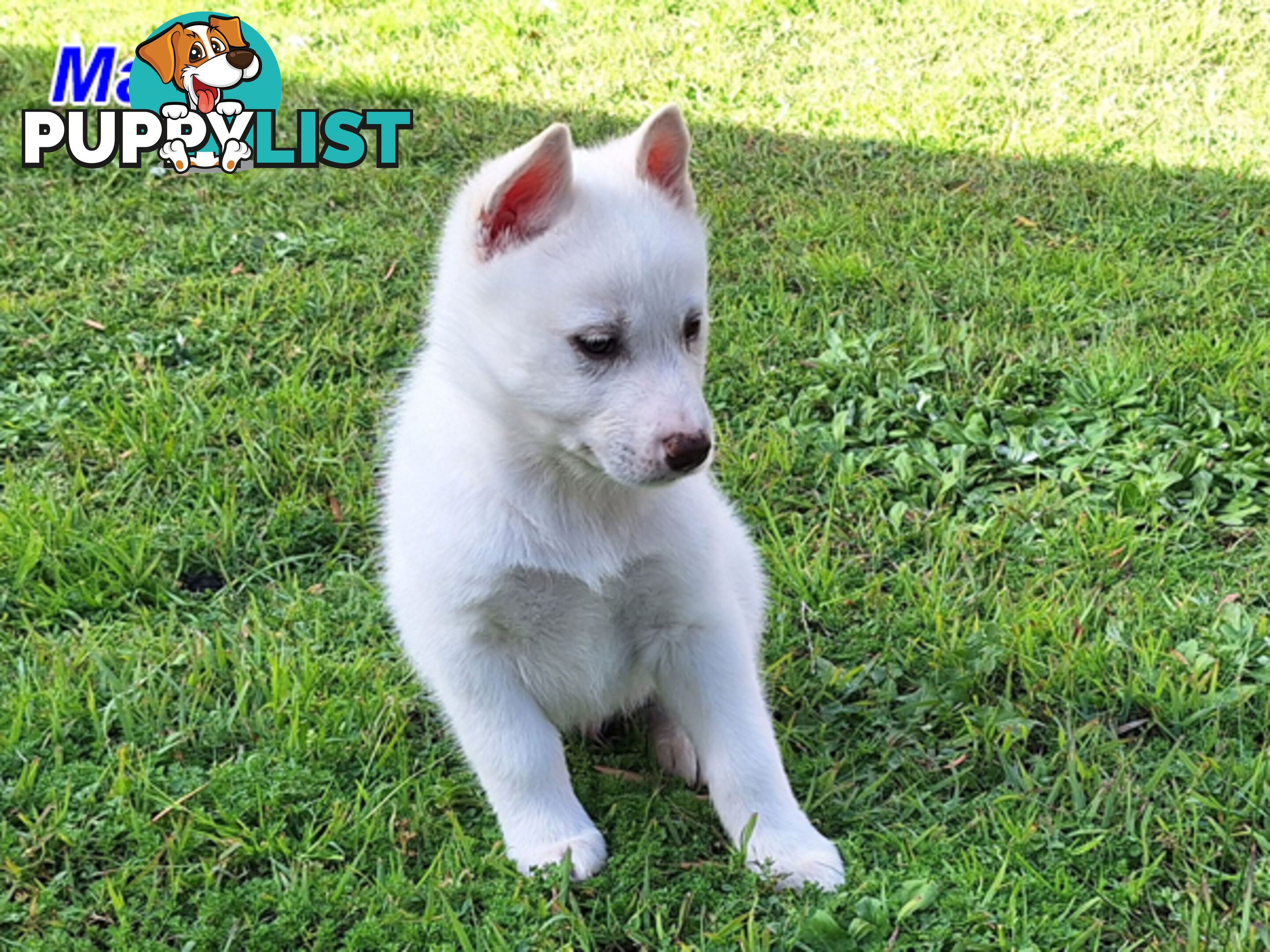 Siberian Husky Puppies UPDATE 28/ 07