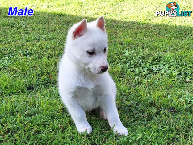 Siberian Husky Puppies UPDATE 28/ 07