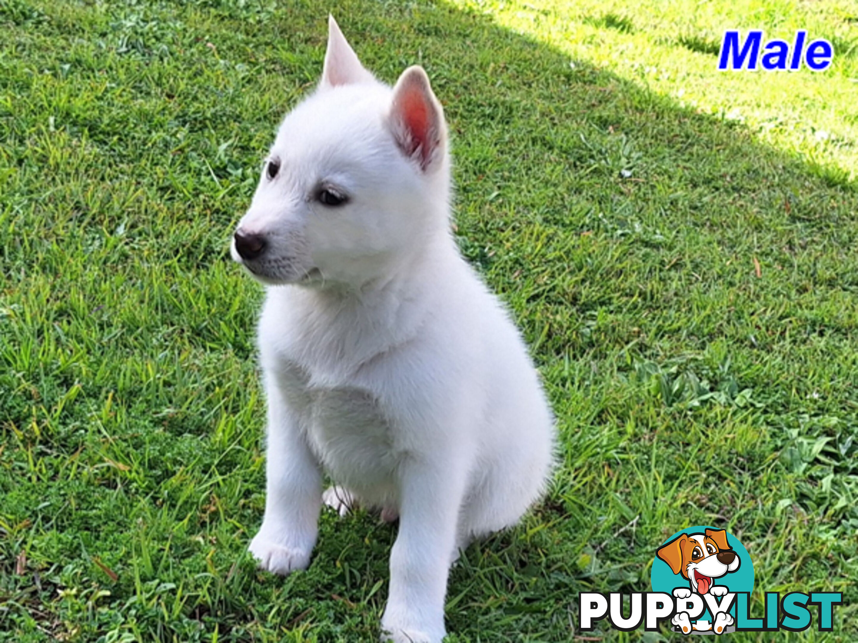Siberian Husky Puppies UPDATE 28/ 07