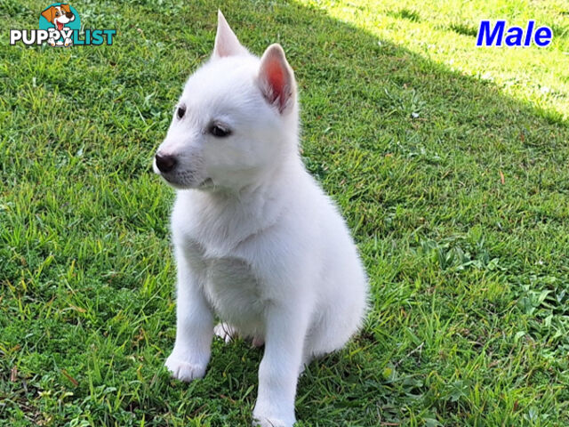 Siberian Husky Puppies UPDATE 28/ 07