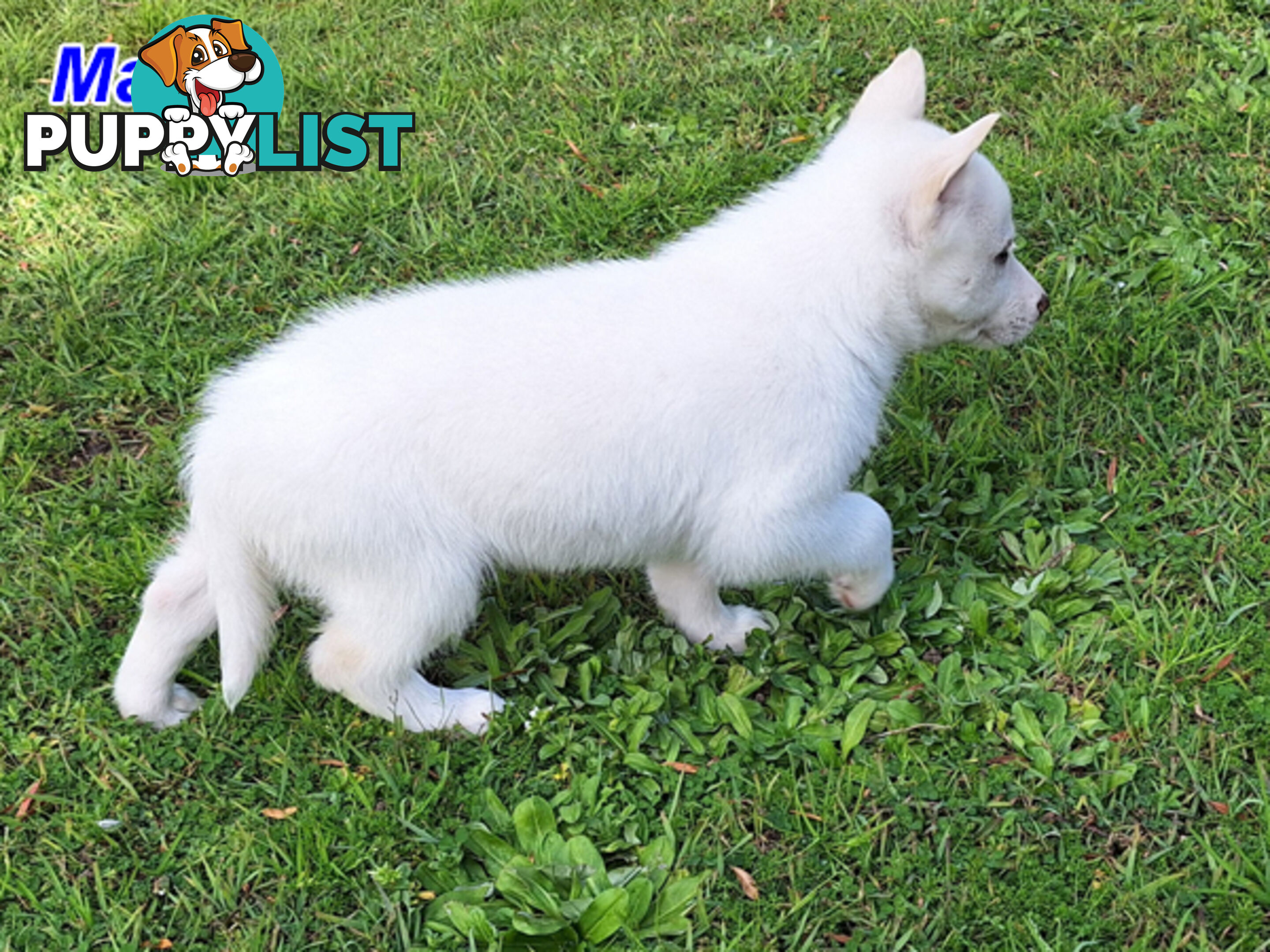 Siberian Husky Puppies UPDATE 28/ 07