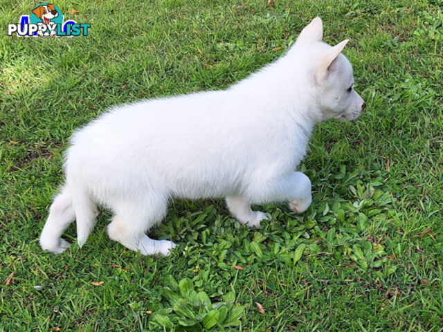 Siberian Husky Puppies UPDATE 28/ 07