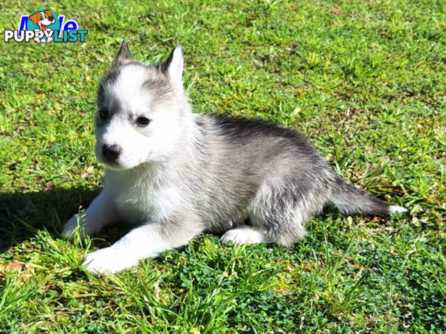 Siberian Husky Puppies