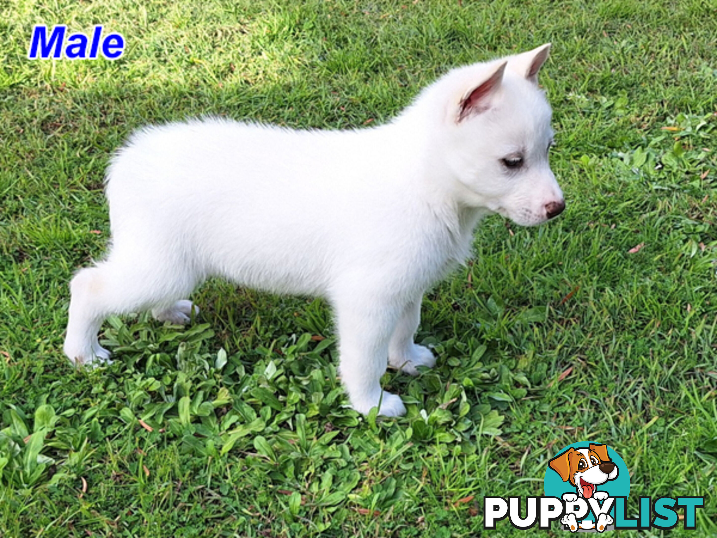 Siberian Husky Puppies UPDATE 28/ 07