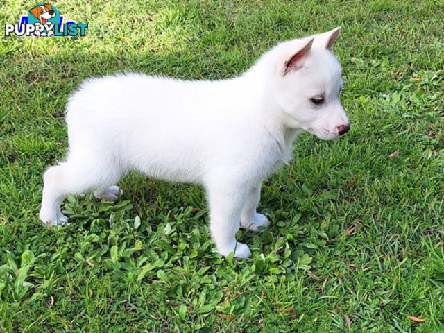 Siberian Husky Puppies UPDATE 28/ 07