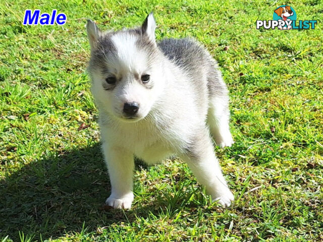 Siberian Husky Puppies