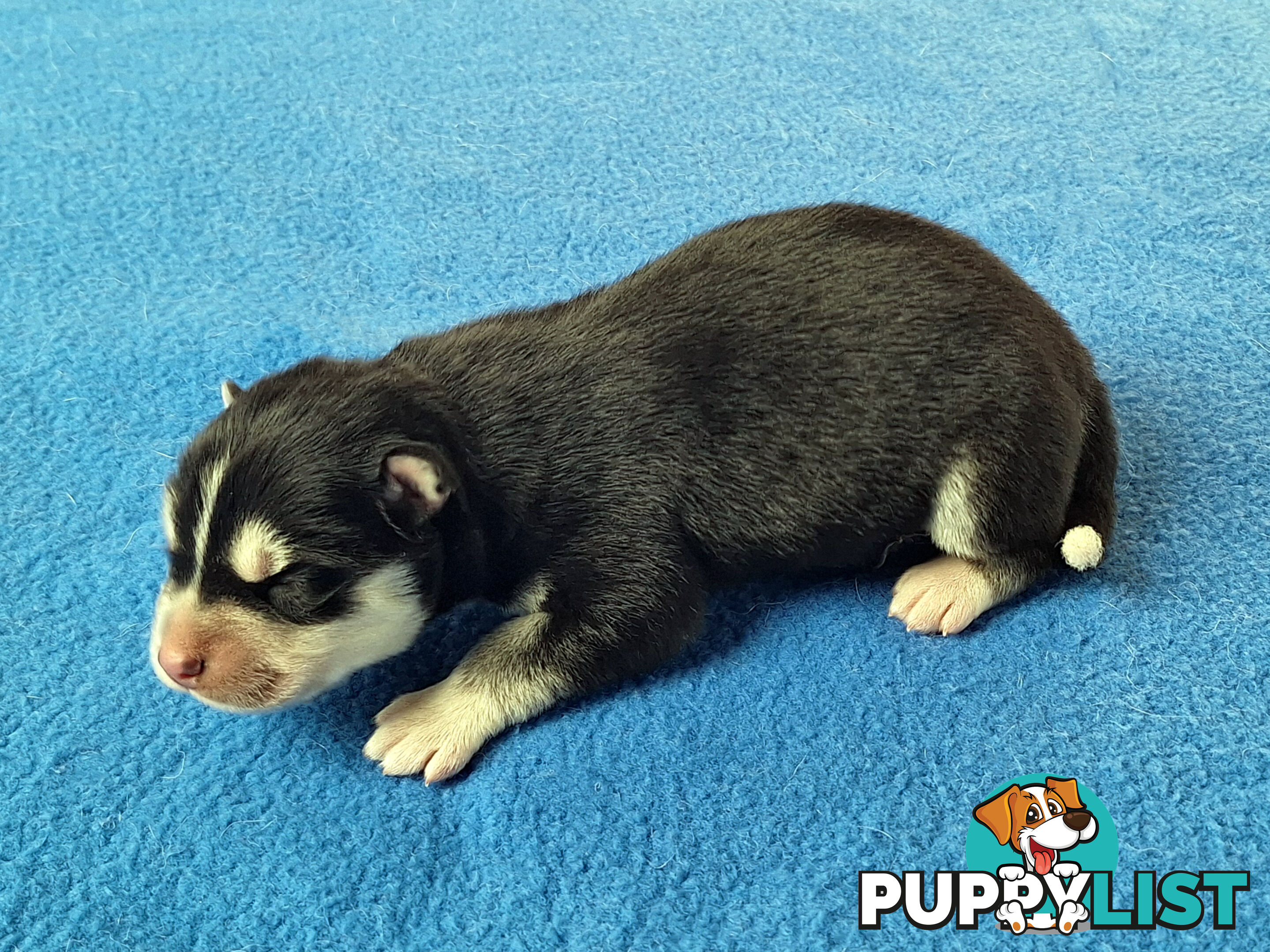 Siberian Husky Puppies