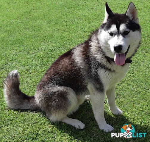 Siberian Husky Puppies