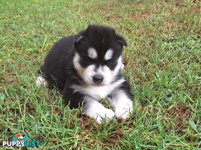 Siberian Husky Puppies update 7th Jan