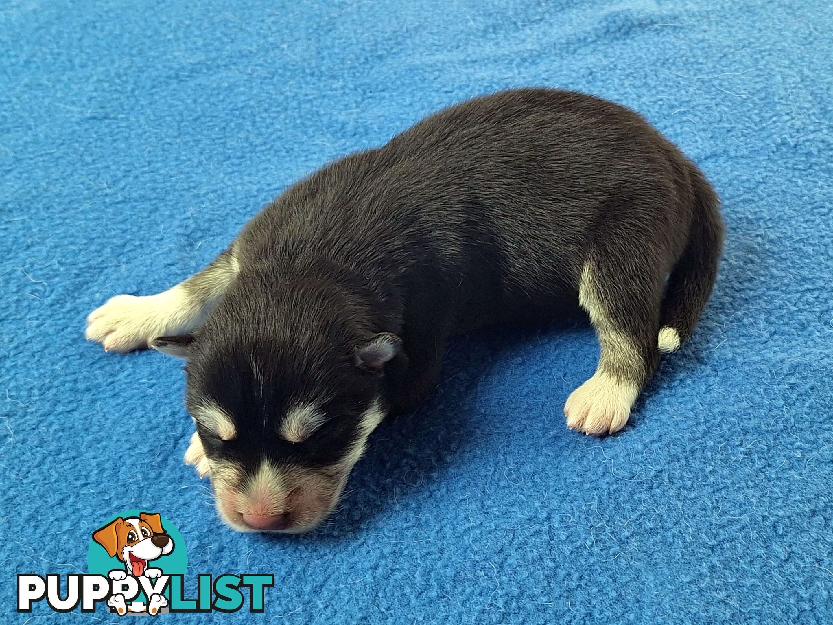 Siberian Husky Puppies