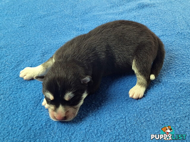 Siberian Husky Puppies