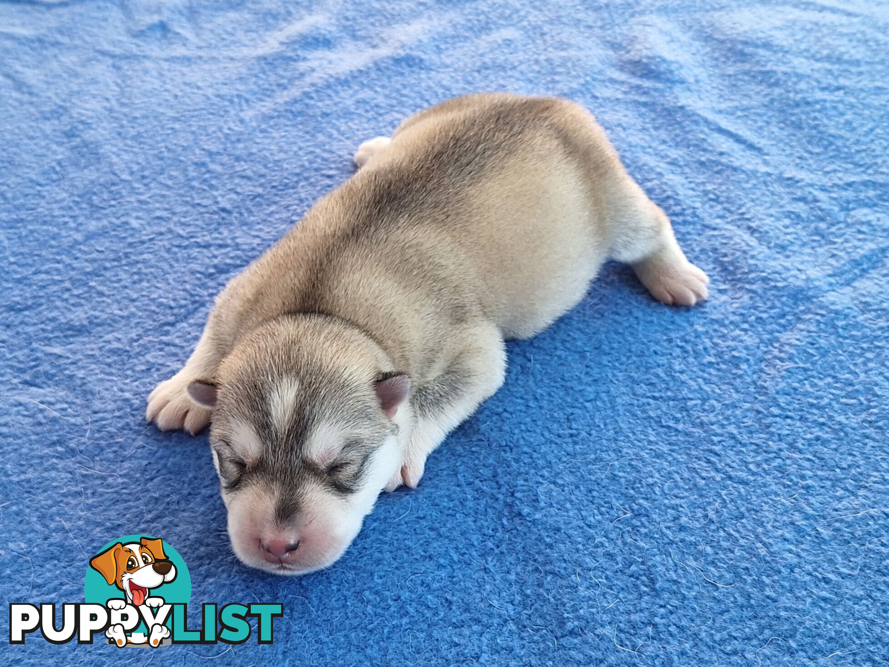 Siberian Husky Puppies